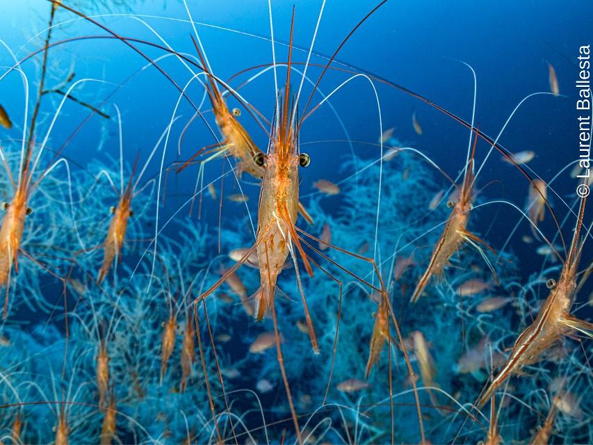 Photograph of shrimp underwater by Laurent Ballesta