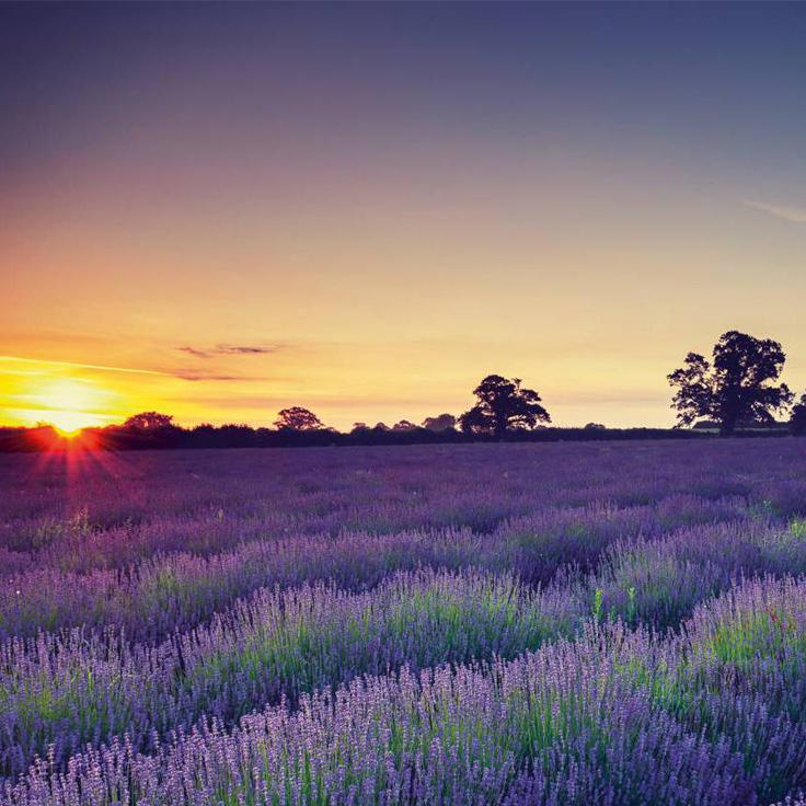 Somerset lavender fields