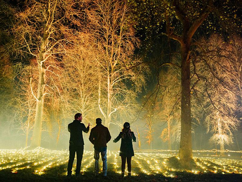 Trees at Windsor Great Park Illuminated