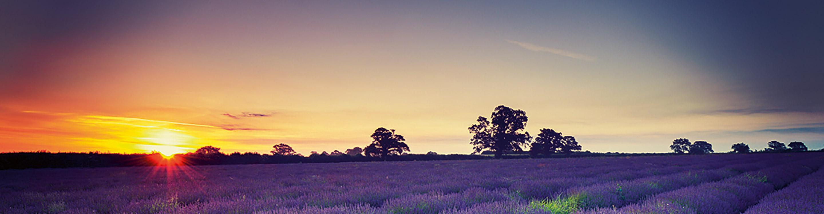 Sunset lavender banner