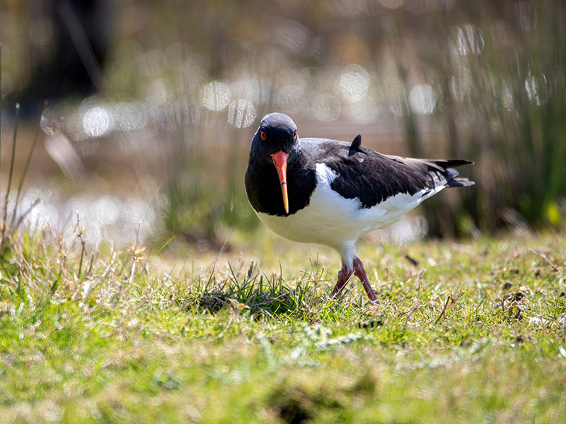 An oystercatcher walking through the grass on the banks of the Severn Estuary, in search of food