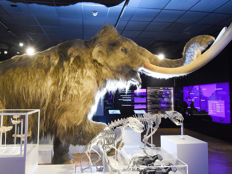 Exhibits at The Box, Plymouh, UK