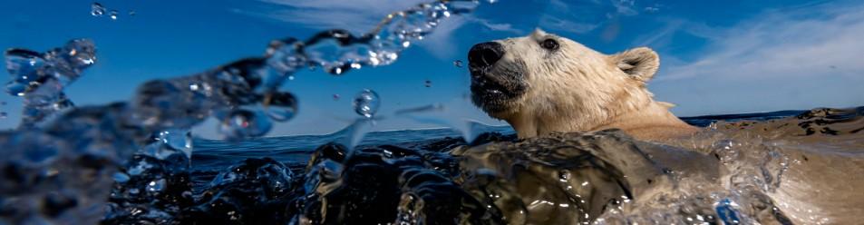 Polar bear swimming by Martin Gregus