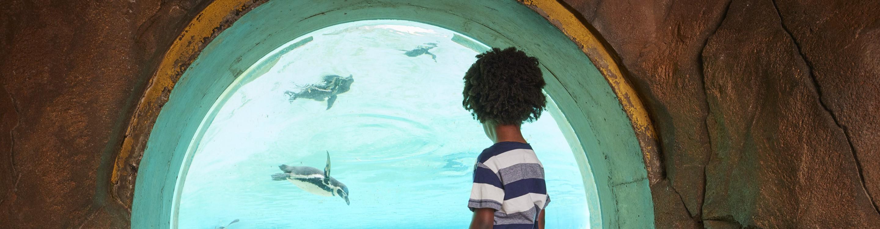 Young child watching penguins swimming through an underwater viewing window