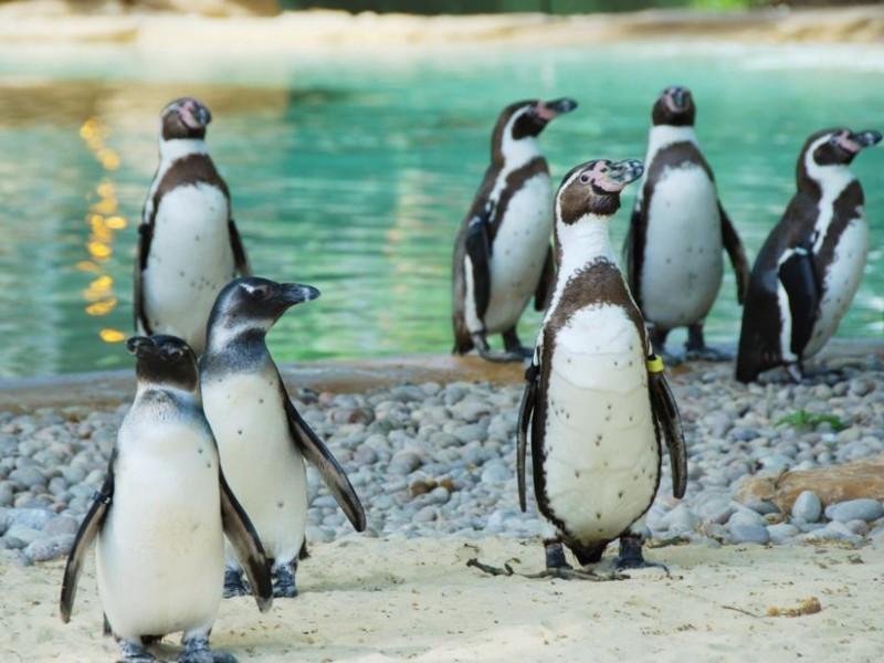 Photo of a group of penguins 