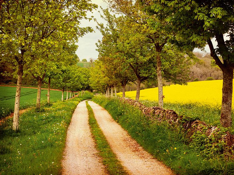 A peaceful country road