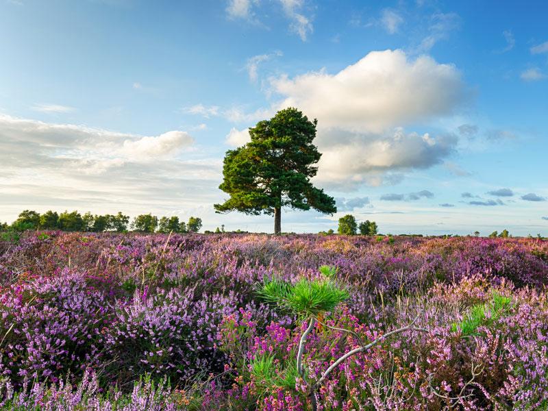 A carpet of purple heather in New Forest National Park, Hampshire, UK