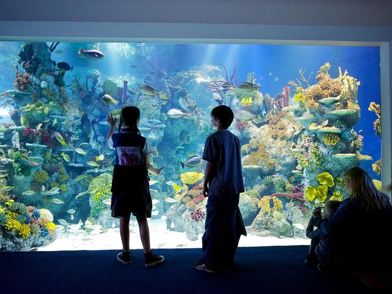 Tropical floor-to-ceiling display at Bristol Aquarium, with children in silhouette