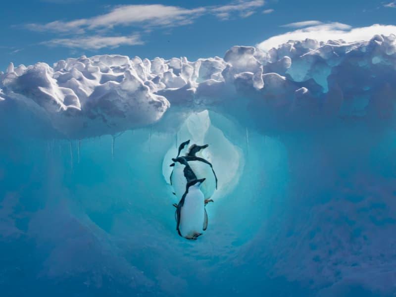 Photography of penguins on ice